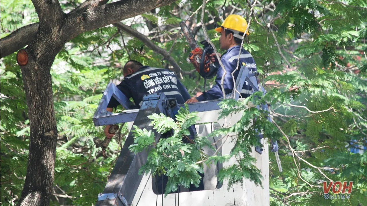 TPHCM: Mùa mưa đến sớm, trường học chăm sóc cây xanh như thế nào để đảm bảo an toàn?