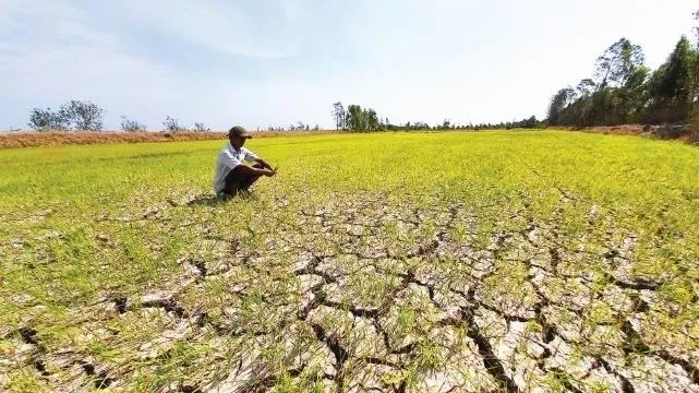 Xâm nhập mặn ĐBSCL đã qua cao điểm