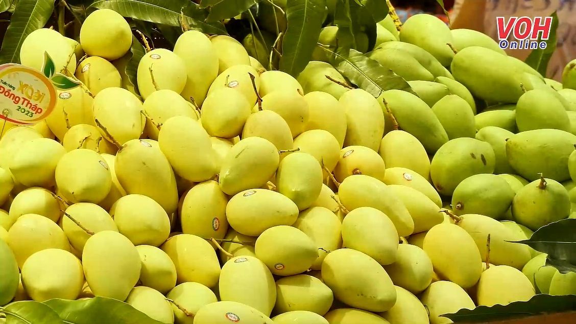 4 loại xoài ngon xuất xứ Đồng Tháp góp mặt tại hệ thống bán lẻ Saigon Co.op