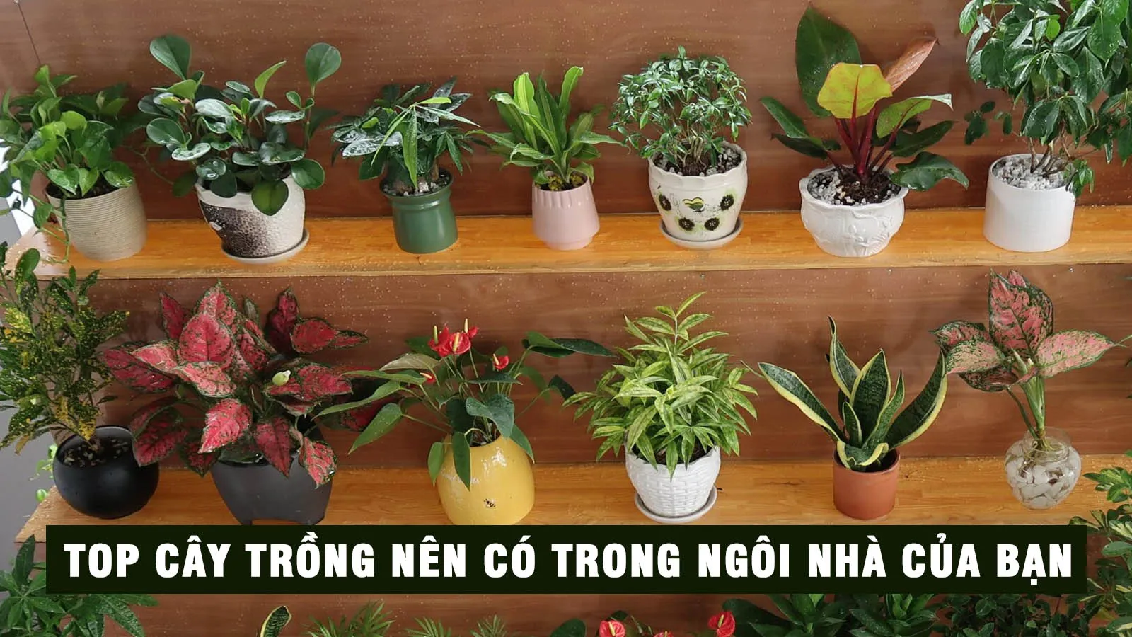 6 loại cây nên trồng trong nhà để làm sạch không khí