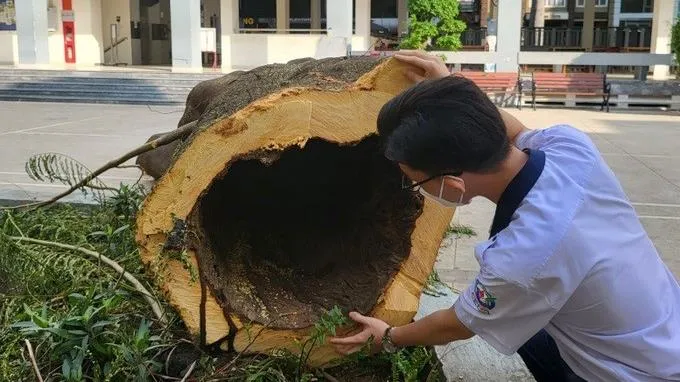 Từ cây phượng rỗng ruột tại trường THPT Bùi Thị Xuân, nên trồng cây bóng mát gì trong trường học?