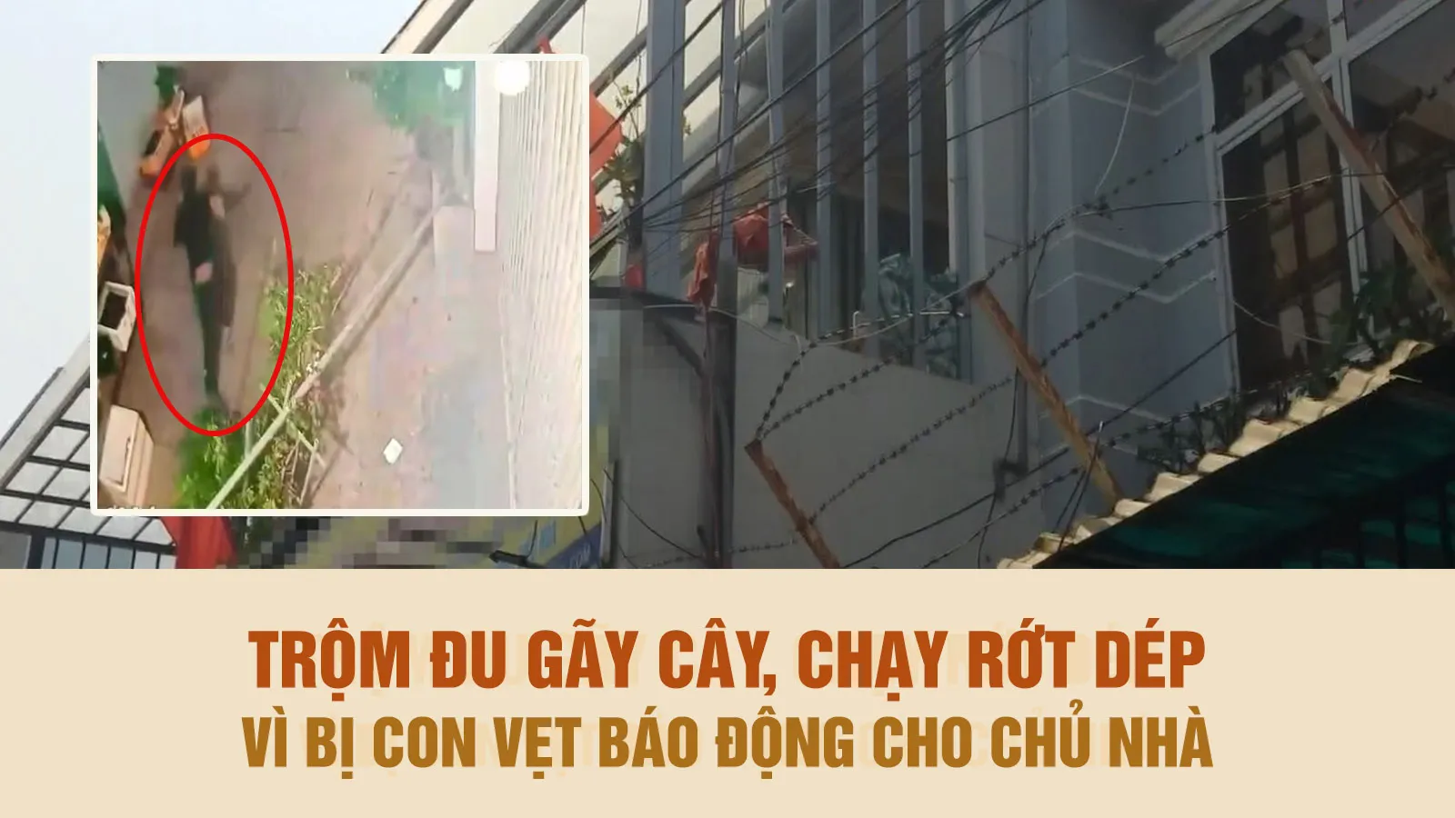 Tên trộm “bỏ của chạy lấy người” vì con vẹt của chủ nhà