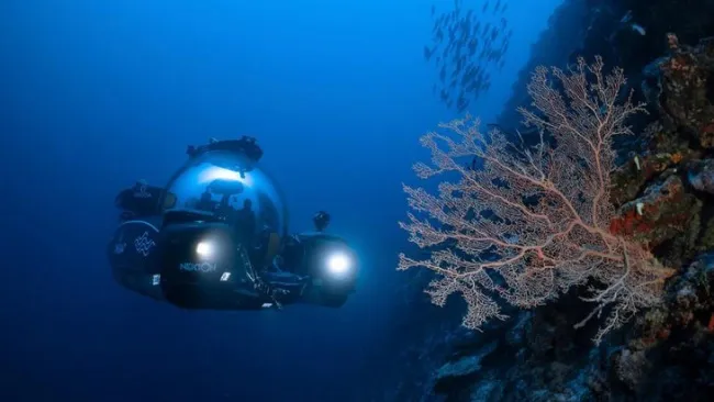 Chạy đua với thời gian để tìm những loài sinh vật biển mới