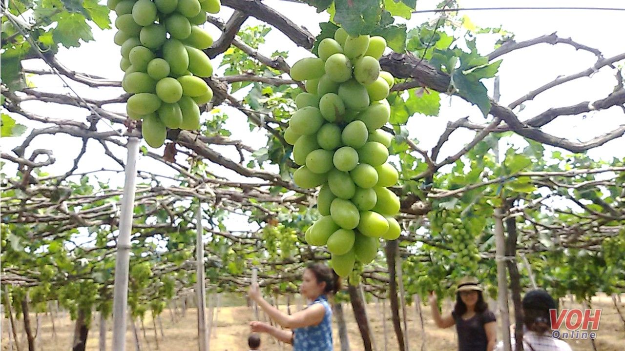 Ninh Thuận sẽ tổ chức lễ hội Nho – Vang năm 2023