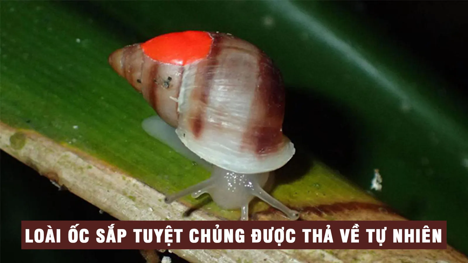 Hơn 5.000 con ốc sên được thả xuống Thái Bình Dương