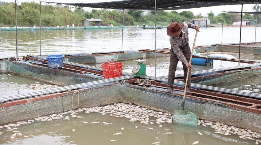 Cá chết hàng loạt trên sông nghi do nắng nóng