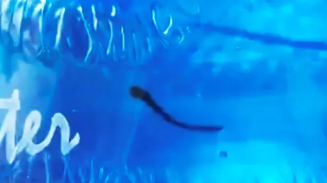 Quảng Bình: Kiểm tra vệ sinh nước đóng chai sau vụ nước uống có đỉa