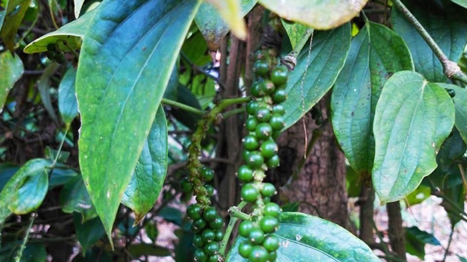 Giá tiêu hôm nay 11/5/2023: Đà tăng 3 phiên liên tiếp