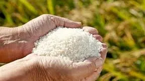 Giá lúa gạo hôm nay 15/5/2023: Thị trường nhộn nhịp