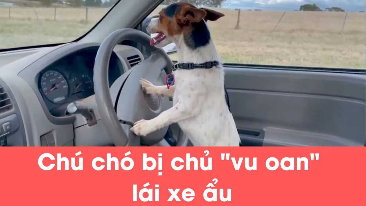 Hy hữu: Chú chó bị chủ “vu oan” lái xe ẩu