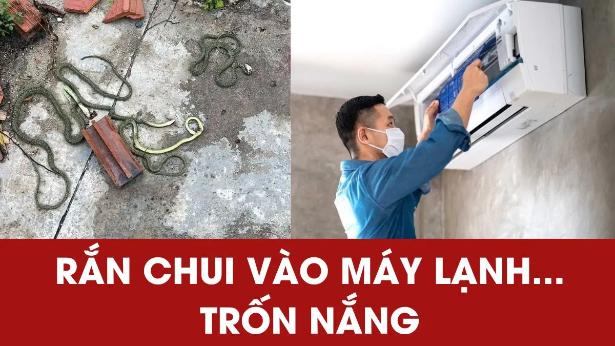 Kinh hãi rắn chui vào máy lạnh… trốn nắng