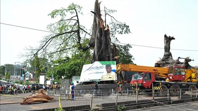 Biểu tượng lịch sử của Sierra Leone bị gãy đổ