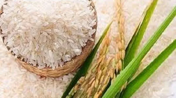 Giá lúa gạo hôm nay 29/5/2023: Lúa OM giảm, xuất khẩu gạo tiếp tục khởi sắc ở Châu Phi