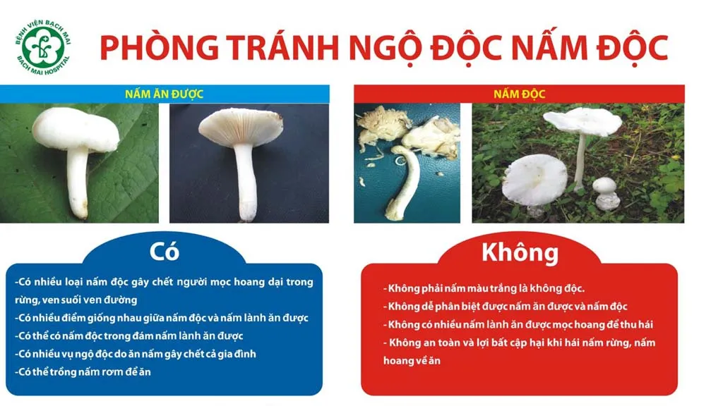 Lâm Đồng: Hơn 10 người bị ngộ độc do ăn nấm rừng