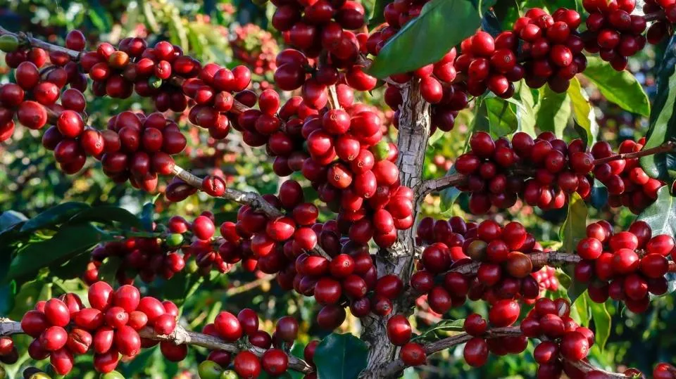 Giá cà phê hôm nay 30/5/2023: Dự báo Robusta sẽ ảnh hưởng mạnh hơn là Arabica