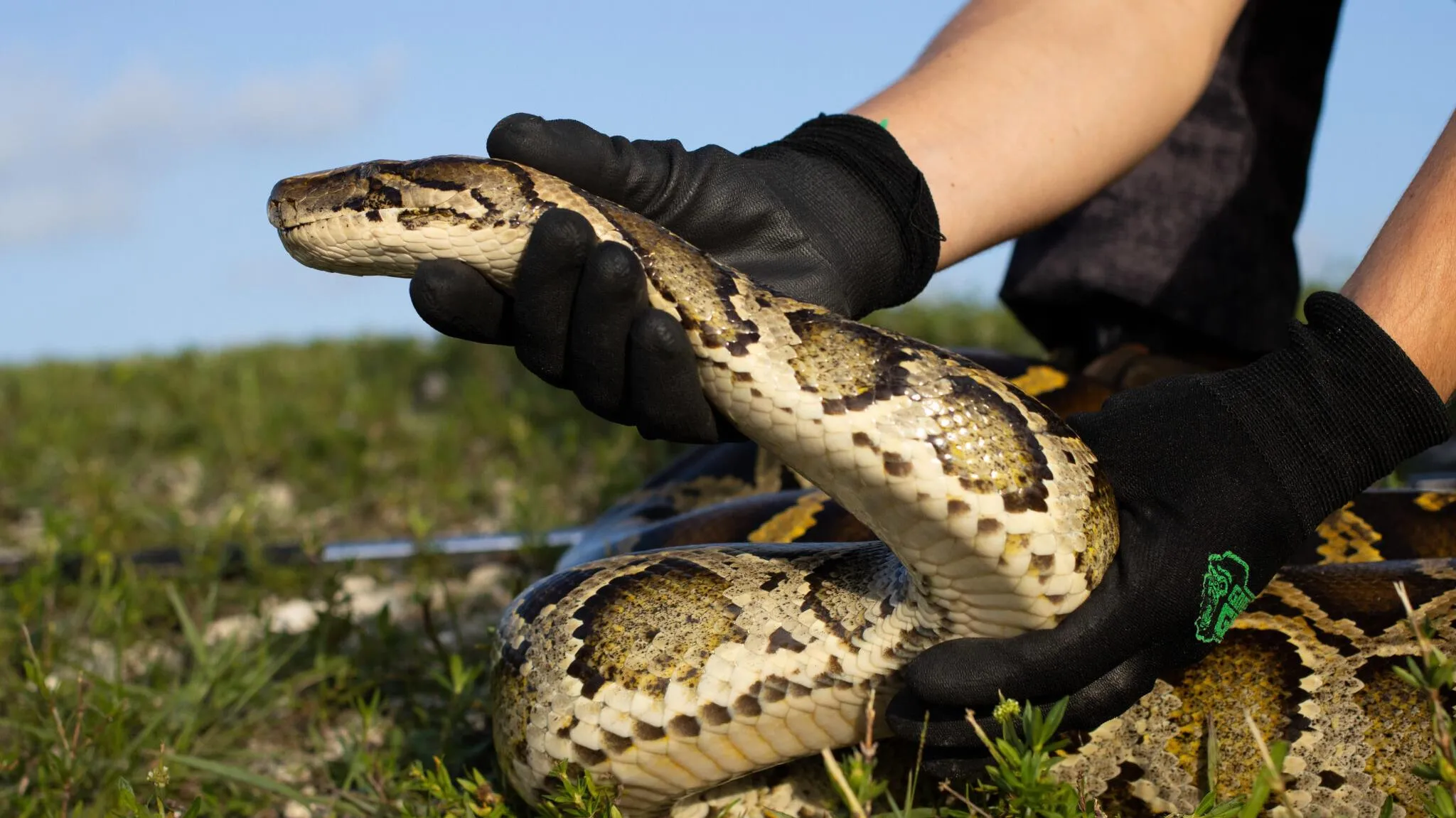 Florida treo thưởng 30.000 USD để săn trăn Miến Điện xâm hại tại vùng Everglades