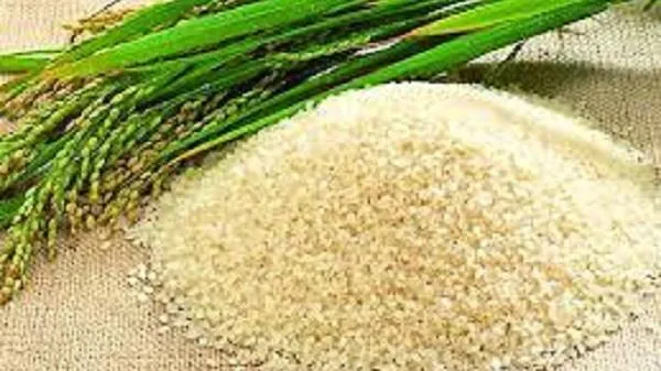 Giá lúa gạo hôm nay 2/6/2023: Bất ngờ tăng thêm 3 USD/tấn với gạo xuất khẩu