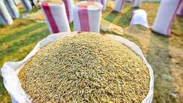Giá lúa gạo hôm nay 5/6/2023: Thị trường giao dịch chậm do giá còn neo cao