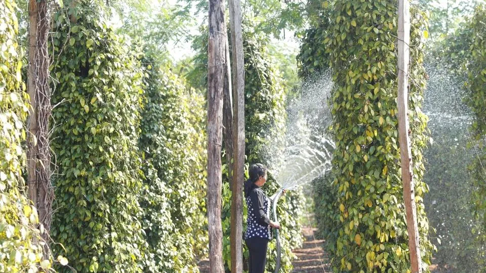 Giá tiêu hôm nay 5/6/2023: Trong nửa cuối năm giá tiêu sẽ tăng tốt