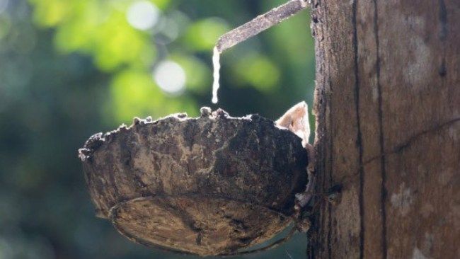 Giá cao su hôm nay 6/6/2023: Giá tại Trung Quốc giảm mạnh