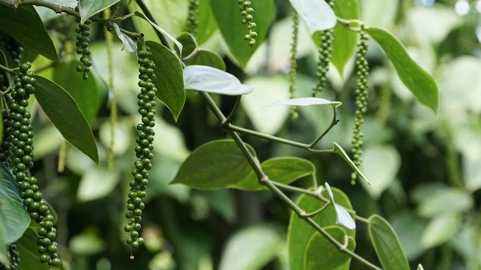 Giá tiêu hôm nay 6/6/2023: Sản lượng tiêu không được dồi dào