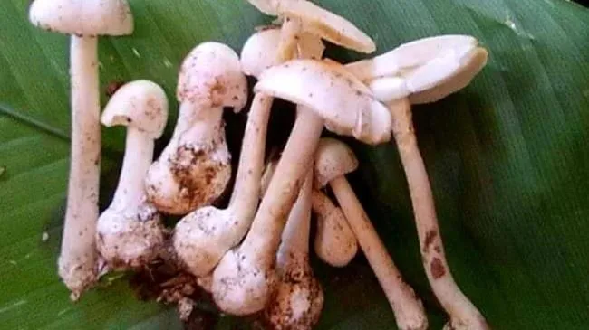 Ngộ độc do ăn phải nấm mọc từ xác ve sầu