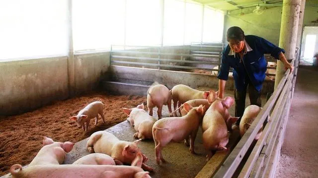 Chỉ có 18 tỉnh, thành phố ban hành kế hoạch xây dựng mạng lưới giết mổ động vật