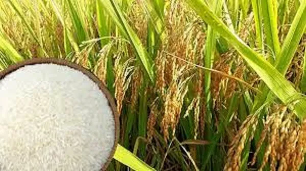 Giá lúa gạo hôm nay 8/6/2023: Việt Nam xuất khẩu gạo lớn nhất vào Trung Quốc