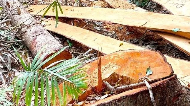 Gia Lai: Phát hiện 52 thân gỗ đường kính gốc 26-80 cm bị cưa hạ trái phép
