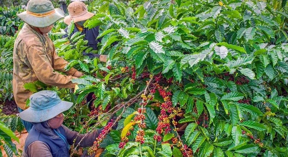 Nghịch lý cà phê tăng giá nhưng người nông dân không vui