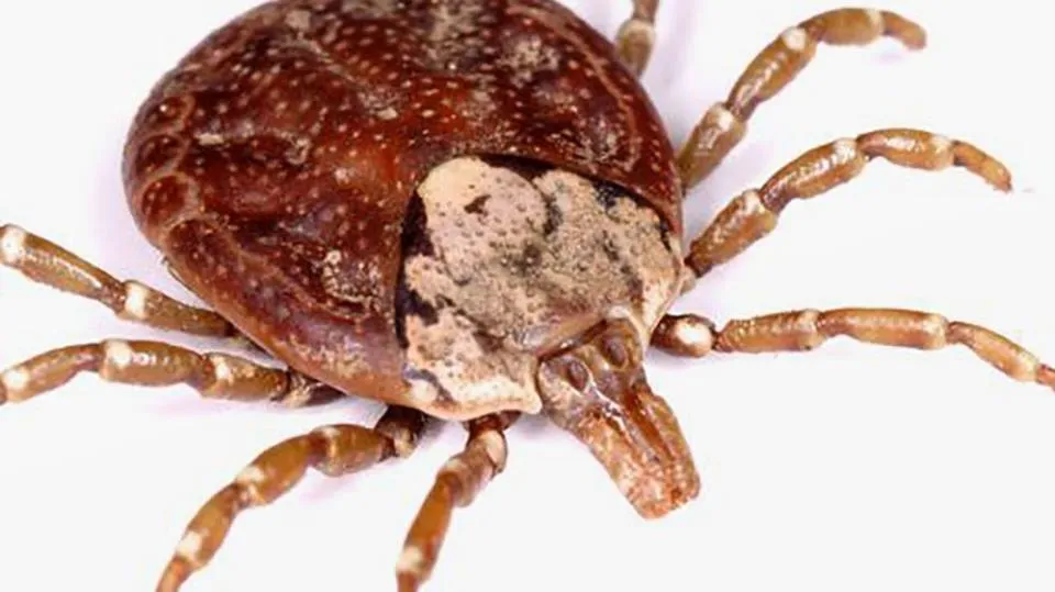 Lần đầu tiên trên thế giới có người chết vì virus Oz