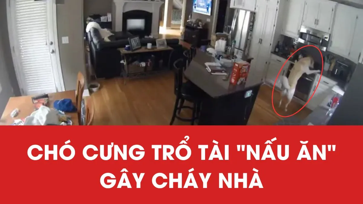 Chủ đi vắng, chó cưng bật bếp nấu ăn gây cháy nhà