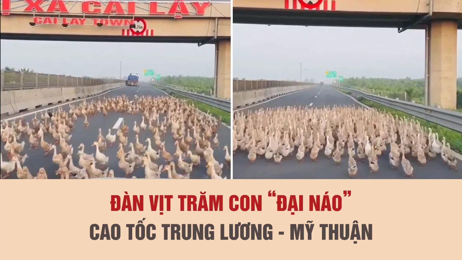 Hàng trăm con vịt tung tăng trên cao tốc Trung Lương - Mỹ Thuận