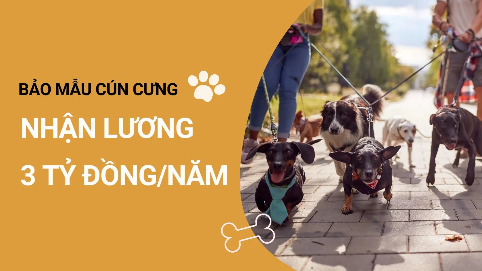 Tỷ phú tuyển bảo mẫu cho cún cưng, sẵn sàng trả lương 10 con số