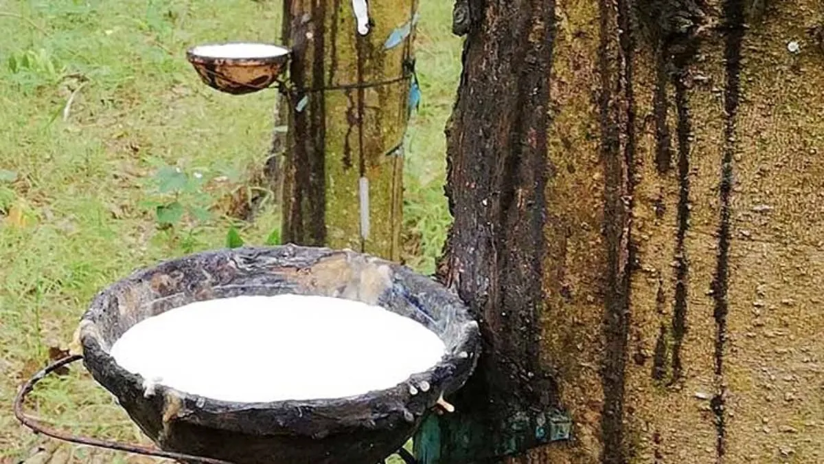 Giá cao su hôm nay 7/7/2023: Giá tại Thượng Hải tăng phi mã