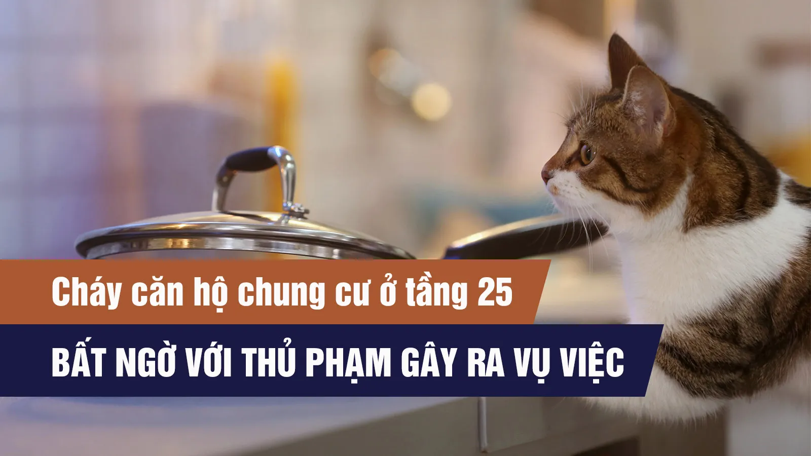 Hà Nội: Nghi mèo “khởi động” bếp từ, gây cháy căn hộ khi chủ vắng nhà