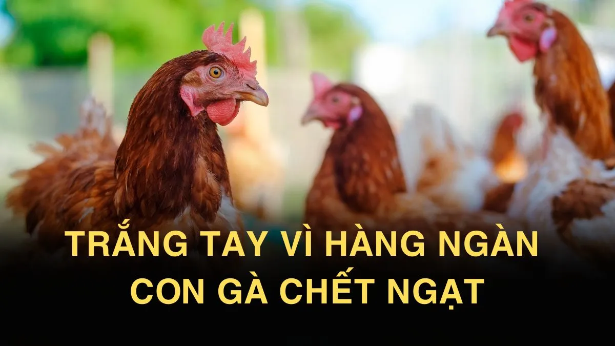 Mất đứt 1 tỷ đồng vì 8.000 con gà chết ngạt