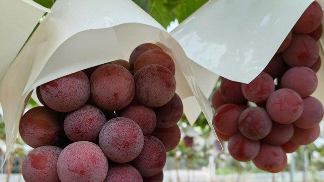 Nho Ruby Roman đắt nhất thế giới giờ chỉ 275.000 đồng/chùm