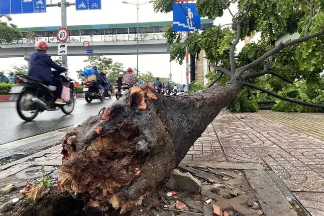 Mưa dông, hàng loạt cây xanh ở TPHCM bật gốc