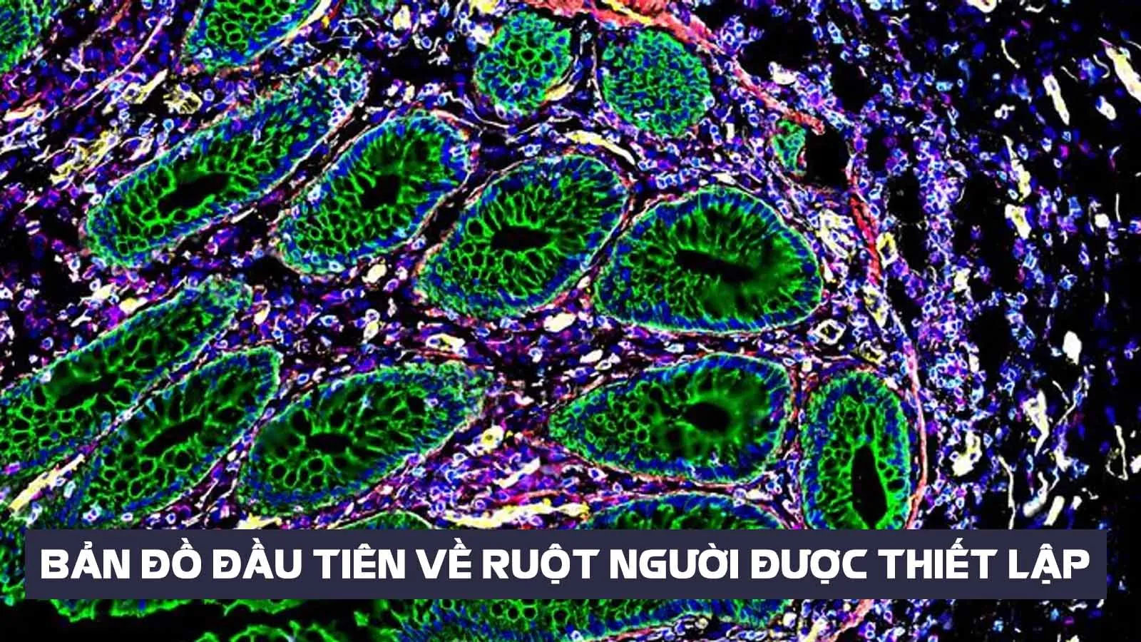 Lần đầu điên, bản đồ về ruột người được thiết lập