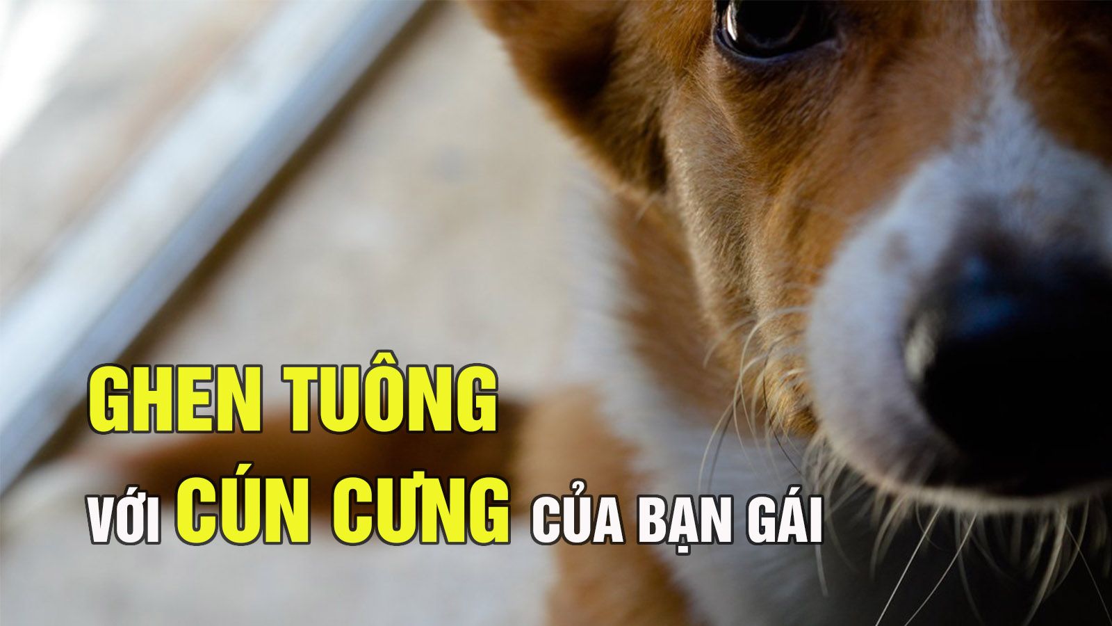 Ghen với cún cưng của bạn gái, chàng trai có hành động gây phẫn nộ