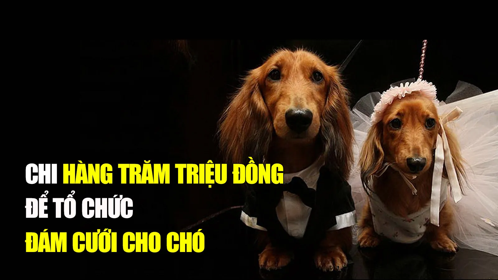 Bỏ ra hàng trăm triệu đồng để tổ chức đám cưới cho chó