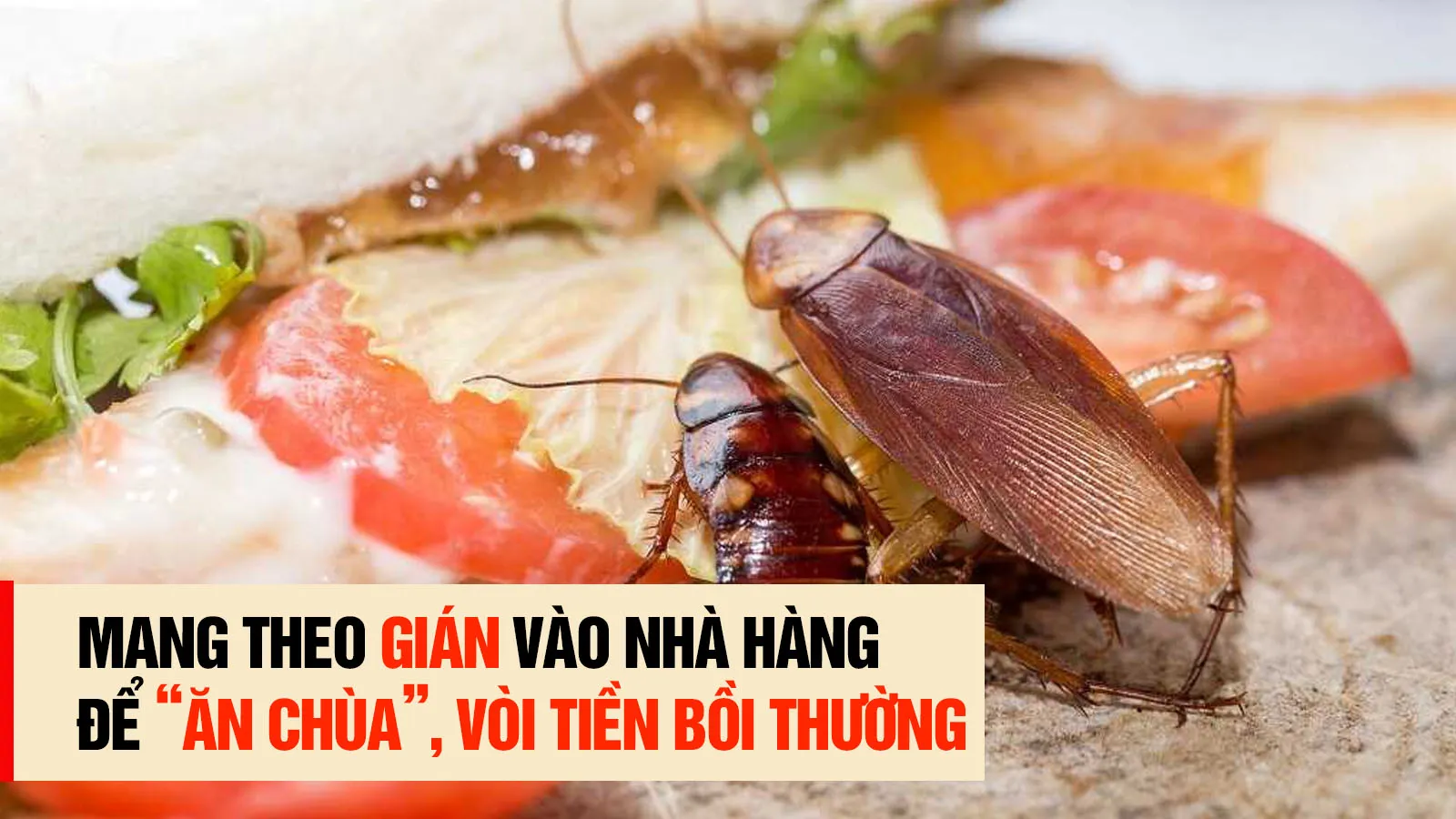 Mang theo gián vào nhà hàng để “ăn chùa”, gã đàn ông nhận kết đắng