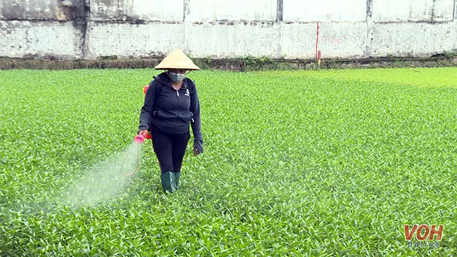Trồng rau muống tuân theo mô hình chuẩn VietGap
