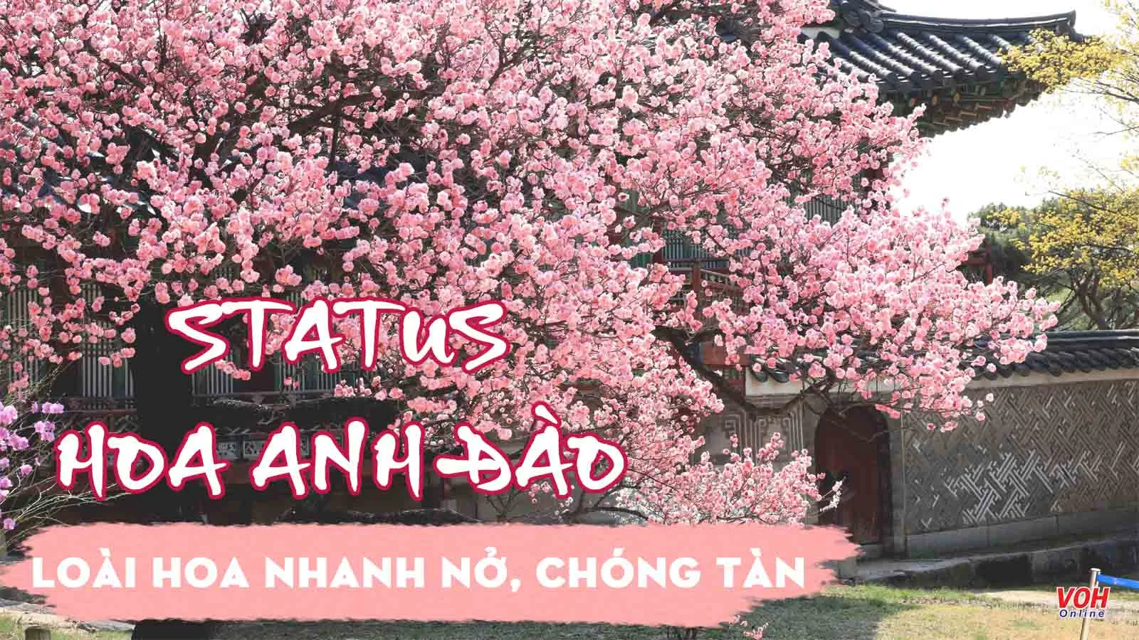 124 câu nói hay, stt về hoa anh đào hay và ý nghĩa