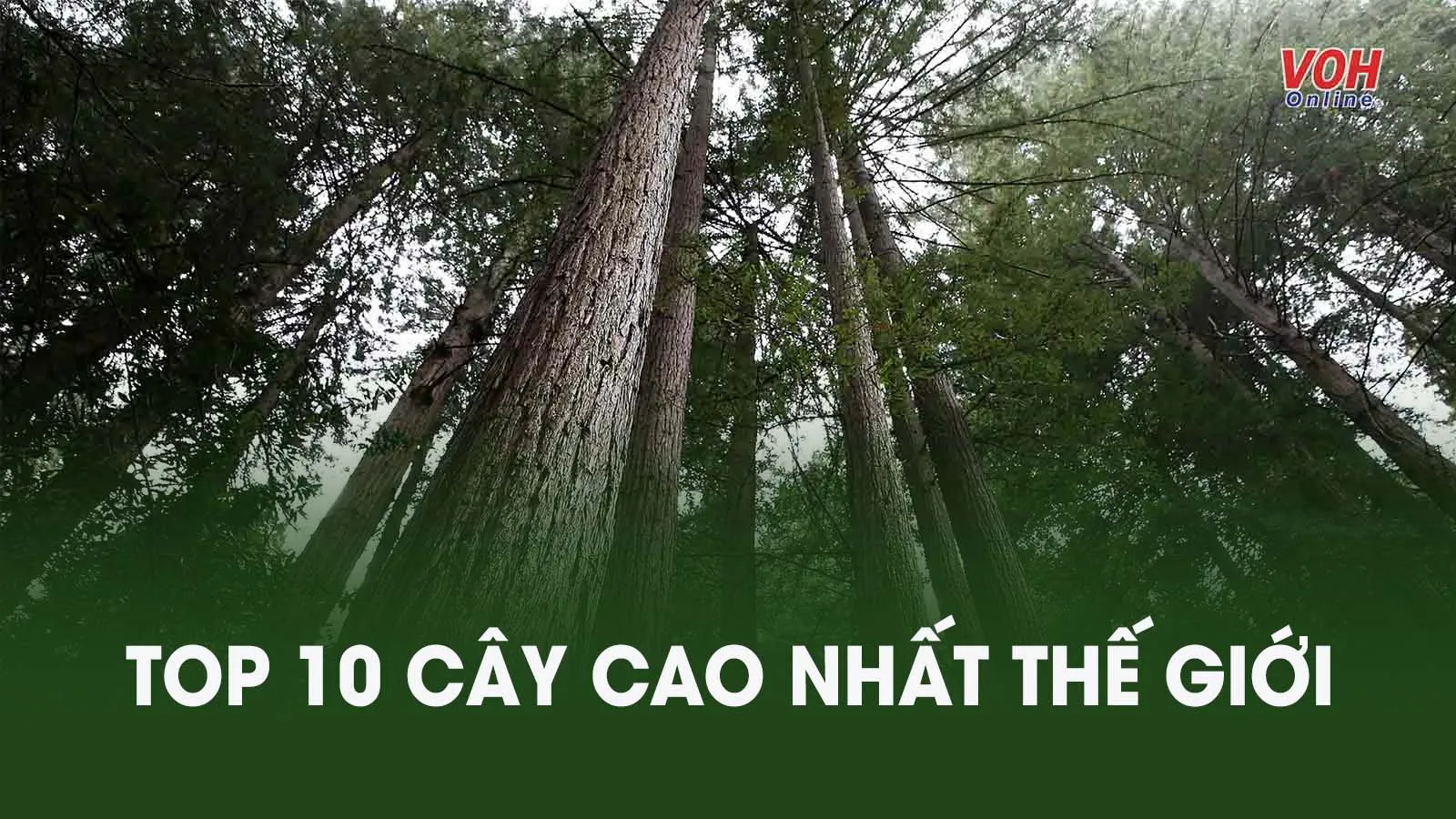 Chiêm ngưỡng top 10 cây cao nhất thế giới