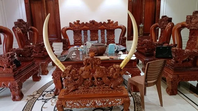 Con dâu livestream vô tình tố mẹ chồng lưu giữ trái phép động vật hoang dã