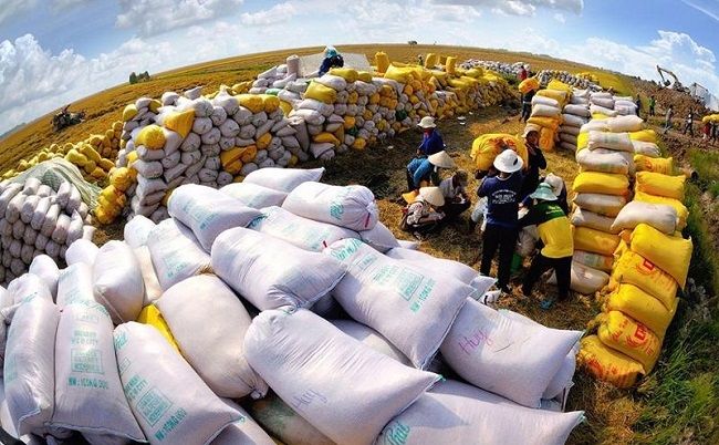 Giá lúa gạo hôm nay 8/8/2023:Gía tăng cao, nguồn cung gạo trong nước dồi dào để xuất khẩu