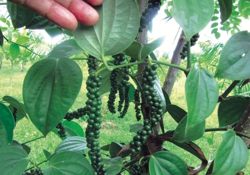 Giá tiêu hôm nay 8/8/2023: Tiếp tục trầm lắng