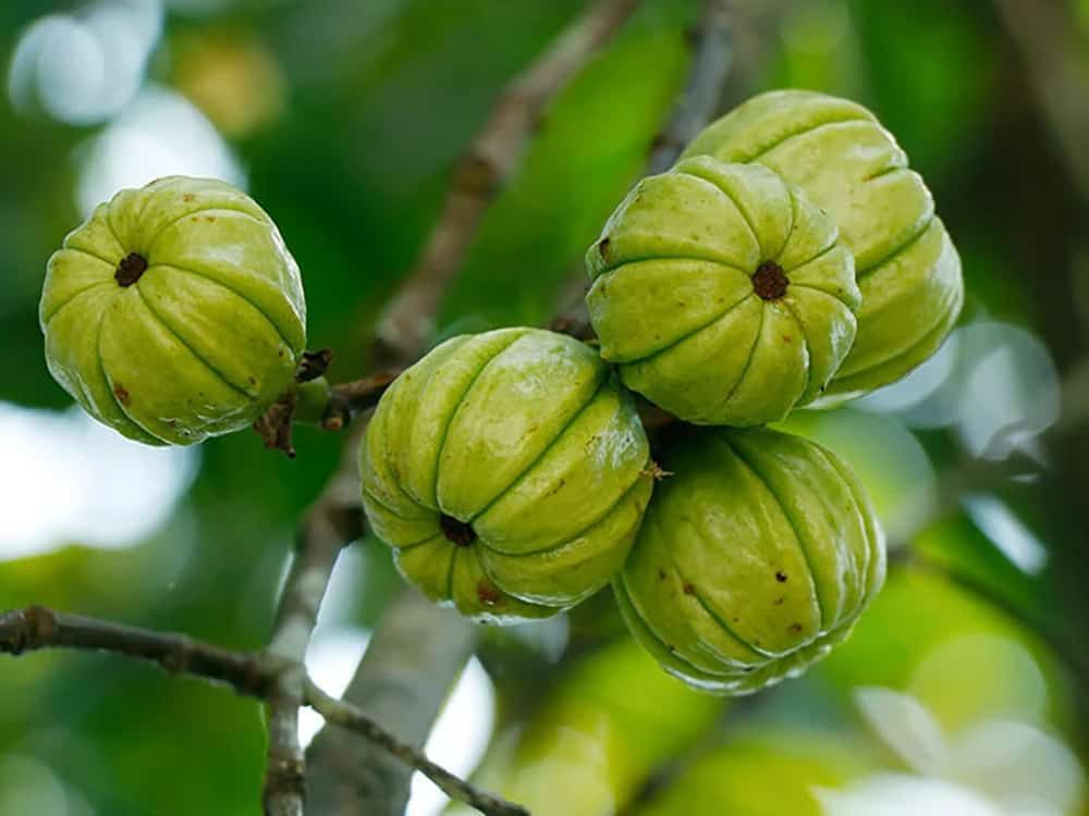 Bé gái 13 tuổi tổn thương gan do sử dụng thuốc giảm cân